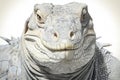 Iguana head close-up on a white background, isolated