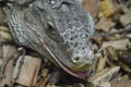 Iguana head closeup Royalty Free Stock Photo