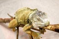 Iguana head with eyes closed on a branch