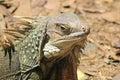 Iguana head looking up. Royalty Free Stock Photo