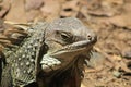 Iguana head looking up. Royalty Free Stock Photo