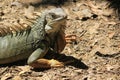 Iguana head looking up. Royalty Free Stock Photo