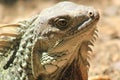 Iguana head looking up Royalty Free Stock Photo