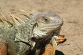 Iguana head looking up. Royalty Free Stock Photo