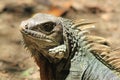 Iguana head looking up. Royalty Free Stock Photo