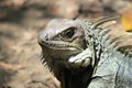 Iguana head looking up. Royalty Free Stock Photo