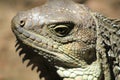 Iguana head looking up. Royalty Free Stock Photo
