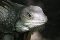 Iguana head looking up. Royalty Free Stock Photo