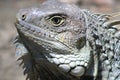 Iguana head looking up. Royalty Free Stock Photo