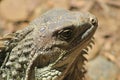 Iguana head looking up. Royalty Free Stock Photo