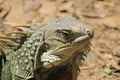Iguana head looking up. Royalty Free Stock Photo