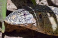 Iguana head in a park Royalty Free Stock Photo