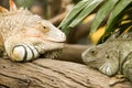 Iguana head to head Royalty Free Stock Photo