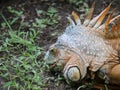 iguana, tropical climate animal with scaly skin in green and orange colors Royalty Free Stock Photo