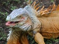 iguana, tropical climate animal with scaly skin in green and orange colors Royalty Free Stock Photo