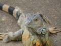 iguana, tropical climate animal with scaly skin in green and orange colors Royalty Free Stock Photo