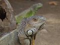 iguana, tropical climate animal with scaly skin in green colors Royalty Free Stock Photo