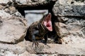 Iguana hissing from ruins