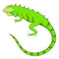 Iguana icon, cartoon style