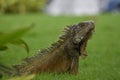 Iguana Royalty Free Stock Photo