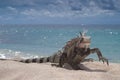 Iguana (Iguana iguana) walking Royalty Free Stock Photo