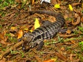 South America, saurian, Iguana iguana, Iguanidae family Royalty Free Stock Photo