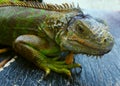 Iguana iguana