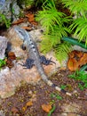 Iguana iguana Iguanidae family