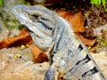 Iguana iguana Iguanidae family Royalty Free Stock Photo