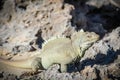 Iguana Island Royalty Free Stock Photo