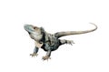 Iguana Royalty Free Stock Photo