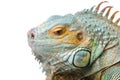 Iguana on isolated white Royalty Free Stock Photo