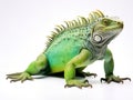 Ai Generated illustration Wildlife Concept of Iguana on isolated white Royalty Free Stock Photo