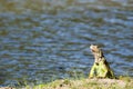 Iguana lagoon of illusions,tomas garrido canabal park in Villahermosa,Tabasco,Mexico Royalty Free Stock Photo