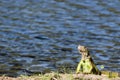 Iguana lagoon of illusions,tomas garrido canabal park Villahermosa,Tabasco,Mexico Royalty Free Stock Photo