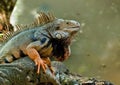 Iguana by the lake Royalty Free Stock Photo