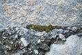 Iguana Lazy Lizard Stone Wall Royalty Free Stock Photo