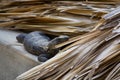 Iguana living in the roof interested Puerto Escondido Mexico Royalty Free Stock Photo