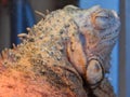 Iguana living in a terrarium and illuminated with a quartz lamp