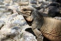 Iguana living in a zoo near Punta Cana in the Dominican Republic