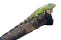 Iguana Lizard Royalty Free Stock Photo