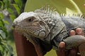 Iguana lizard Royalty Free Stock Photo