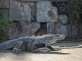 Iguana lizard on ancient Mayan ruins in Mexico, Indian Aztec Zap