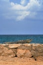 Iguana lizard basking