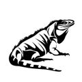 Iguana lizard black and white vector outline