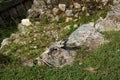 Iguana lizard in Chichen Itza complex, Yucatan, Mexico Royalty Free Stock Photo
