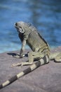 Iguana Lizard Contemplating a Swim in the Water Royalty Free Stock Photo