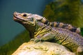 Iguana lizard dragon reptile Squamata