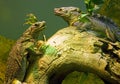 Iguana lizard dragon terrarium reptile Squamate