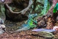 Iguana lizard dragon terrarium in zoo Barcelona